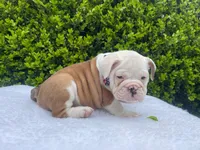 Sophia (fawn merle ) 🎀🍬🍭, a female English Bulldog for sale in Denver, CO – Photo 7 of 9