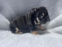 Rex 🦖🌄🍭💥, a male English Bulldog for sale in Denver, CO – 4 of 10