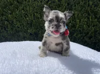 Rockruff✨🔥❤️, a male French Bulldog for sale in Denver, CO – 3 of 7