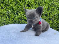 Teddy 🐻❤️💙💜, a male French Bulldog for sale in Denver, CO – 7 of 10