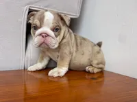 Ada 🦋💘💕🍭, a female English Bulldog for sale in Denver, CO – 5 of 8