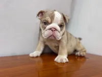 Ada 🦋💘💕🍭, a female English Bulldog for sale in Denver, CO – 3 of 8
