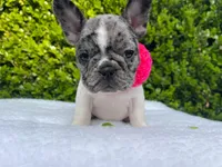 Marilyn (pied Merle ) 💘💝💓, a female French Bulldog for sale in Denver, CO – 5 of 9