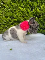 Marilyn (pied Merle ) 💘💝💓, a female French Bulldog for sale in Denver, CO – 9 of 9
