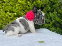 Marilyn (pied Merle ) 💘💝💓, a female French Bulldog for sale in Denver, CO – 3 of 9