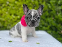 Marilyn (pied Merle ) 💘💝💓, a female French Bulldog for sale in Denver, CO – 2 of 9