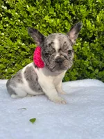 Marilyn (pied Merle ) 💘💝💓, a female French Bulldog for sale in Denver, CO – 8 of 9