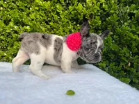 Marilyn (pied Merle ) 💘💝💓, a female French Bulldog for sale in Denver, CO – 7 of 9