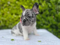 Marilyn (pied Merle ) 💘💝💓, a female French Bulldog for sale in Denver, CO – 1 of 9