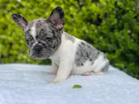 Marilyn (pied Merle ) 💘💝💓, a female French Bulldog for sale in Denver, CO – 4 of 9