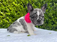 Marilyn (pied Merle ) 💘💝💓, a female French Bulldog for sale in Denver, CO – 6 of 9
