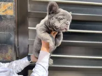 Maxi, a male French Bulldog for sale in Denver, CO – Photo 7 of 9