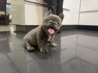 Maxi, a male French Bulldog for sale in Denver, CO – Photo 1 of 9