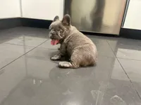 Maxi, a male French Bulldog for sale in Denver, CO – Photo 4 of 9