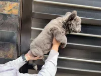 Maxi, a male French Bulldog for sale in Denver, CO – Photo 9 of 9