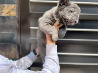 Maxi, a male French Bulldog for sale in Denver, CO – Photo 8 of 9