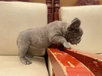 Maxi, a male French Bulldog for sale in Denver, CO – Photo 3 of 9