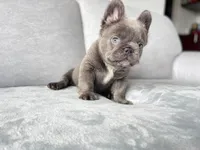 Maxi, a male French Bulldog for sale in Denver, CO – Photo 2 of 9