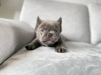 Maxi, a male French Bulldog for sale in Denver, CO – Photo 5 of 9