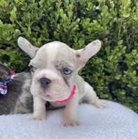 Bulbasaur, a female French Bulldog for sale in Denver, CO – 3 of 5