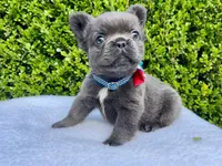 Teddy 🐻❤️💙💜, a male French Bulldog for sale in Denver, CO – 5 of 10