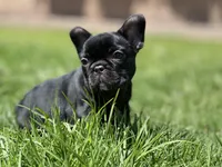 Orion, a male French Bulldog for sale in Denver, CO – Photo 3 of 10