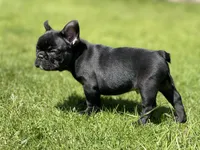 Orion, a male French Bulldog for sale in Denver, CO – Photo 7 of 10