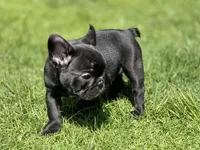 Orion, a male French Bulldog for sale in Denver, CO – Photo 5 of 10