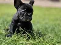 Orion, a male French Bulldog for sale in Denver, CO – Photo 10 of 10