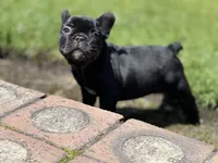 Orion, a male French Bulldog for sale in Denver, CO – Photo 1 of 10