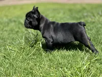 Orion, a male French Bulldog for sale in Denver, CO – Photo 2 of 10