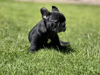 Orion, a male French Bulldog for sale in Denver, CO – Photo 6 of 10