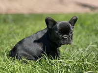 Orion, a male French Bulldog for sale in Denver, CO – Photo 9 of 10