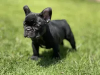 Orion, a male French Bulldog for sale in Denver, CO – Photo 8 of 10