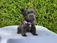 Teddy 🐻❤️💙💜, a male French Bulldog for sale in Denver, CO – 2 of 10