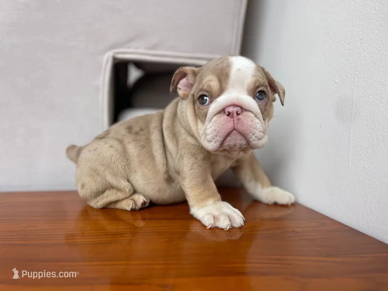Ada 🦋💘💕🍭 – English Bulldog puppy for sale in Denver, CO