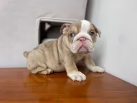 Ada 🦋💘💕🍭, a female English Bulldog for sale in Denver, CO – 1 of 8