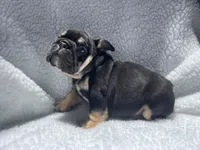 Rex 🦖🌄🍭💥, a male English Bulldog for sale in Denver, CO – 6 of 10