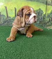 Kendall, a female English Bulldog for sale in Denver, CO – Photo 6 of 7