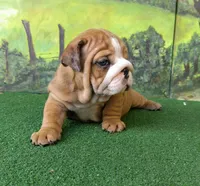 Kendall, a female English Bulldog for sale in Denver, CO – Photo 7 of 7