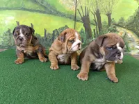 Kendall, a female English Bulldog for sale in Denver, CO – Photo 5 of 7