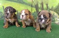 Kendall, a female English Bulldog for sale in Denver, CO – Photo 2 of 7