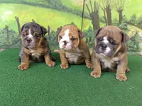 Kendall, a female English Bulldog for sale in Denver, CO – Photo 4 of 7