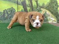 Kendall, a female English Bulldog for sale in Denver, CO – Photo 3 of 7