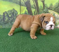 Kendall, a female English Bulldog for sale in Denver, CO – Photo 1 of 7