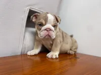 Ada 🦋💘💕🍭, a female English Bulldog for sale in Denver, CO – 4 of 8
