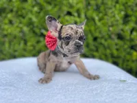 Fiona ❤️🐝🐥, a female French Bulldog for sale in Denver, CO – 2 of 8