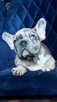 Chikan  Merle, a male French Bulldog for sale in Denver, CO – Photo 6 of 6