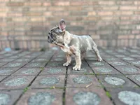 Chikan  Merle, a male French Bulldog for sale in Denver, CO – Photo 2 of 6