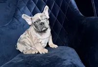 Chikan  Merle, a male French Bulldog for sale in Denver, CO – Photo 1 of 6